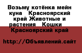 Возьму котёнка мейн куна - Красноярский край Животные и растения » Кошки   . Красноярский край